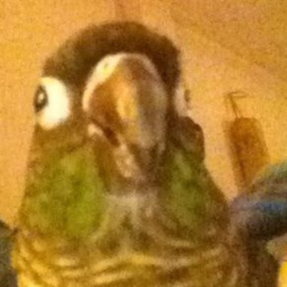 Hi I’m Fry the bird with my mom Liz - Picture 1 of 6